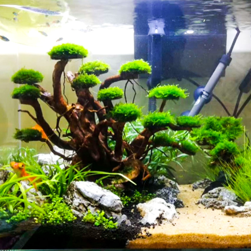 Aquarium Plant Order - Aquarium Landscaping Moss Tree Skeleton Finished