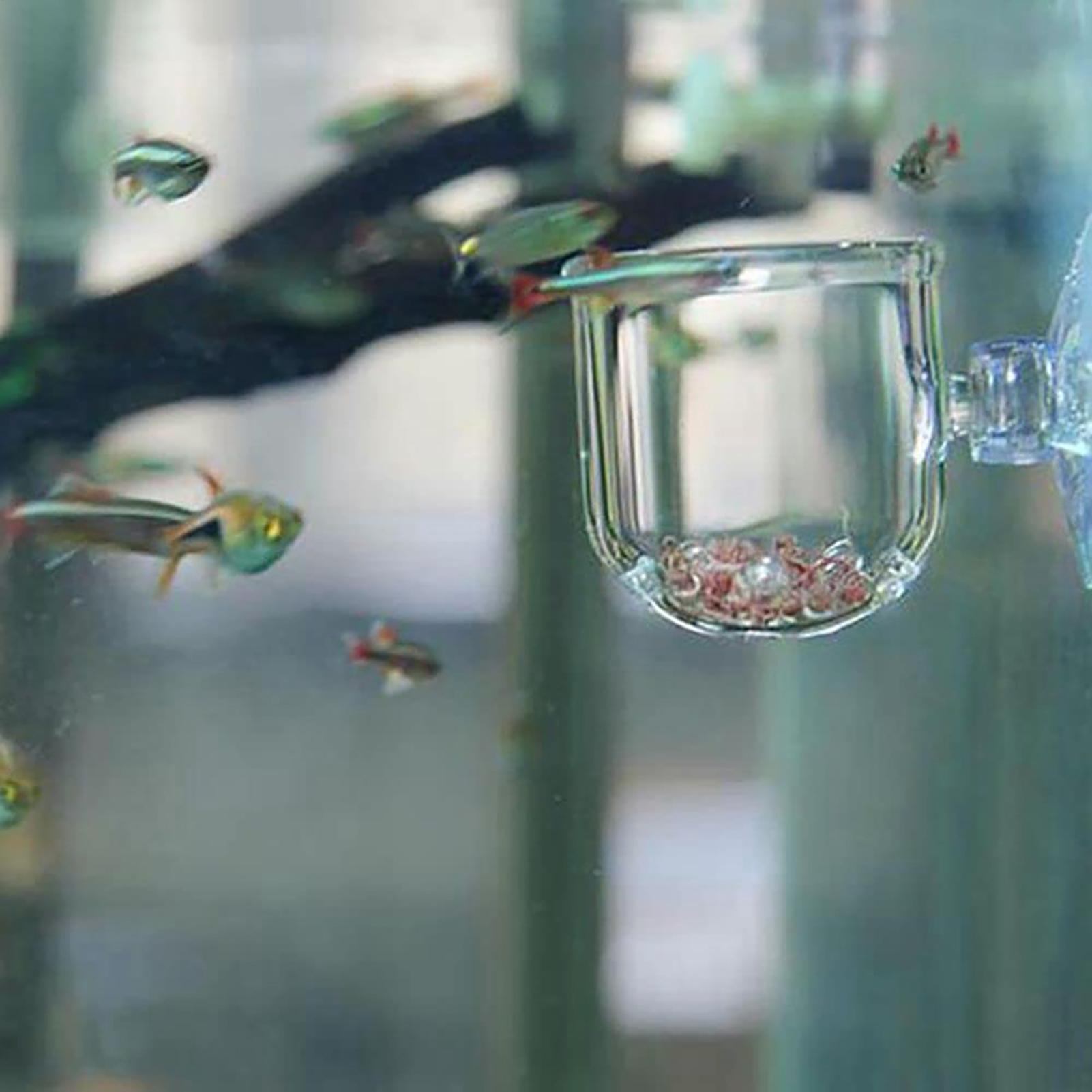 Aquarium Plant Pot Glass Cylin - огляд і ціна Aquarium Planted Seeds