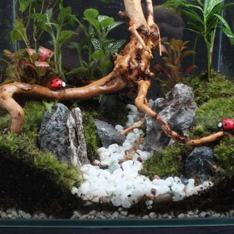 Natural Tree Trunk Driftwood A - огляд і ціна Planted Aquarium With Driftwood