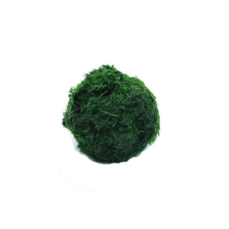 Marimo Moss Balls Live Aquariu - огляд і ціна Planted Aquarium Algae