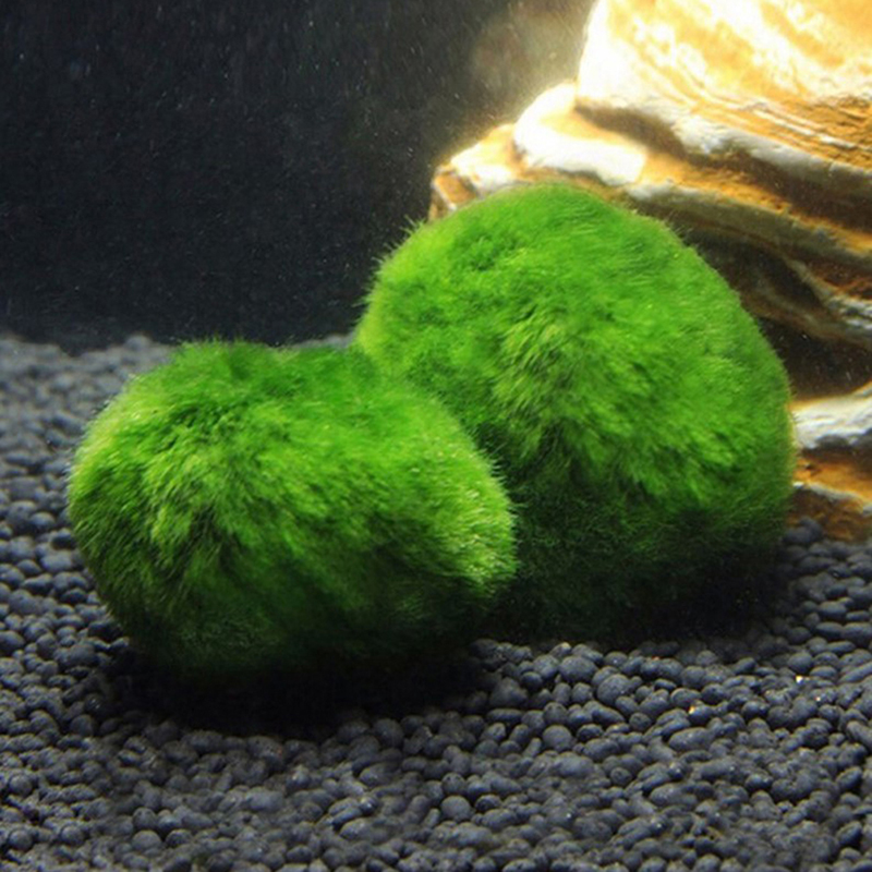 Marimo Moss Balls Live Aquariu - огляд і ціна Planted Aquarium Algae