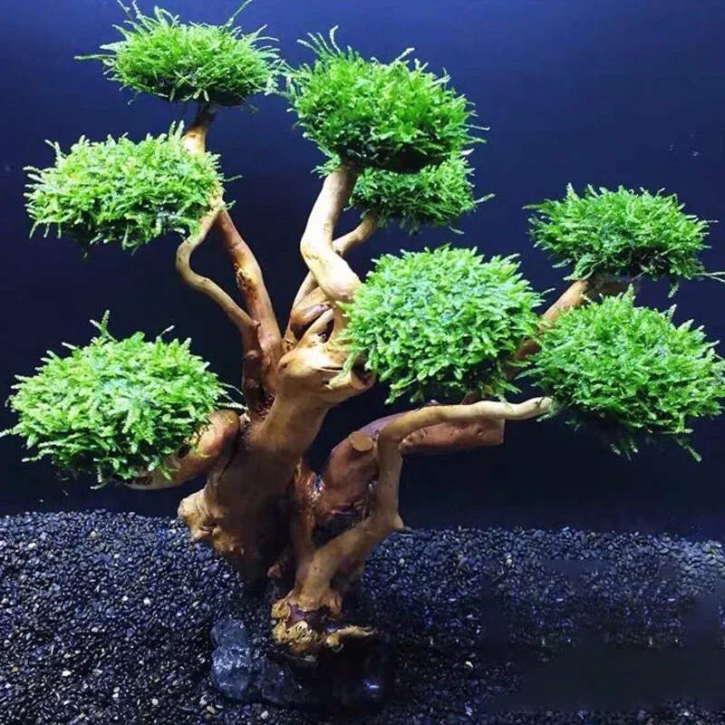 Fish Tank Plant Moss Tree Deco - огляд і ціна Planted Aquarium With Driftwood