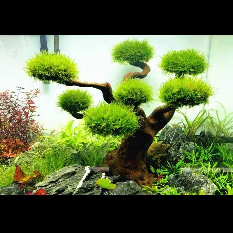 Aquarium Decoration Moss Drift - огляд і ціна Planted Aquarium With Driftwood