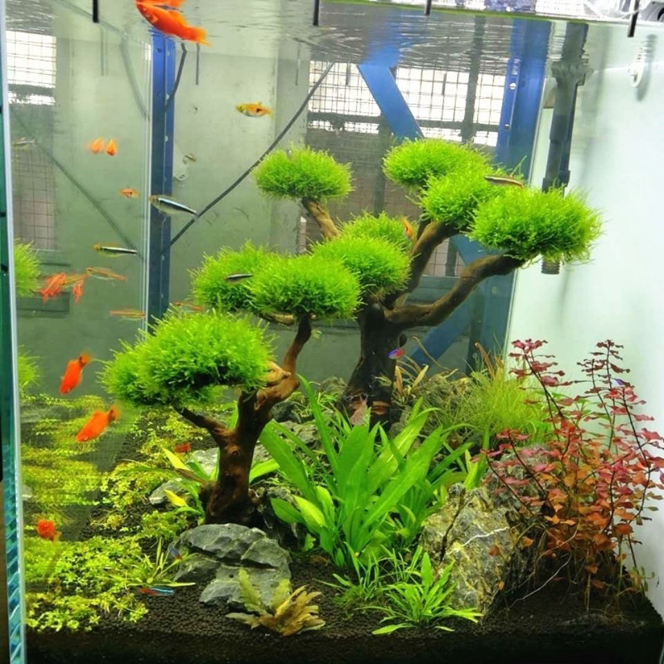 Aquarium Decoration Moss Drift - огляд і ціна Planted Aquarium With Driftwood